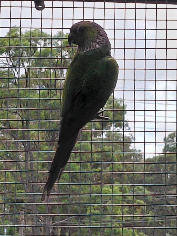 Black Capped Conure male