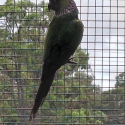 Black Capped Conure male