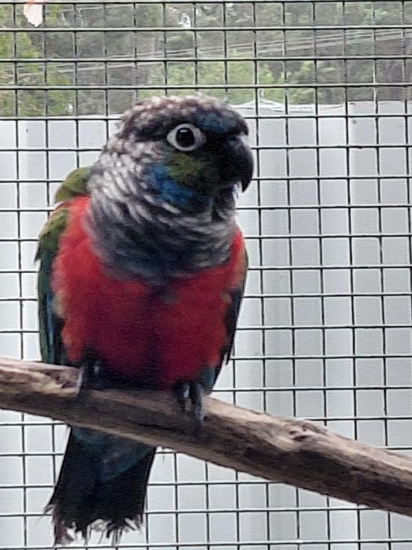 Crimson Bellied Conure hen