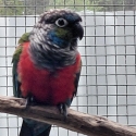 Crimson Bellied Conure hen