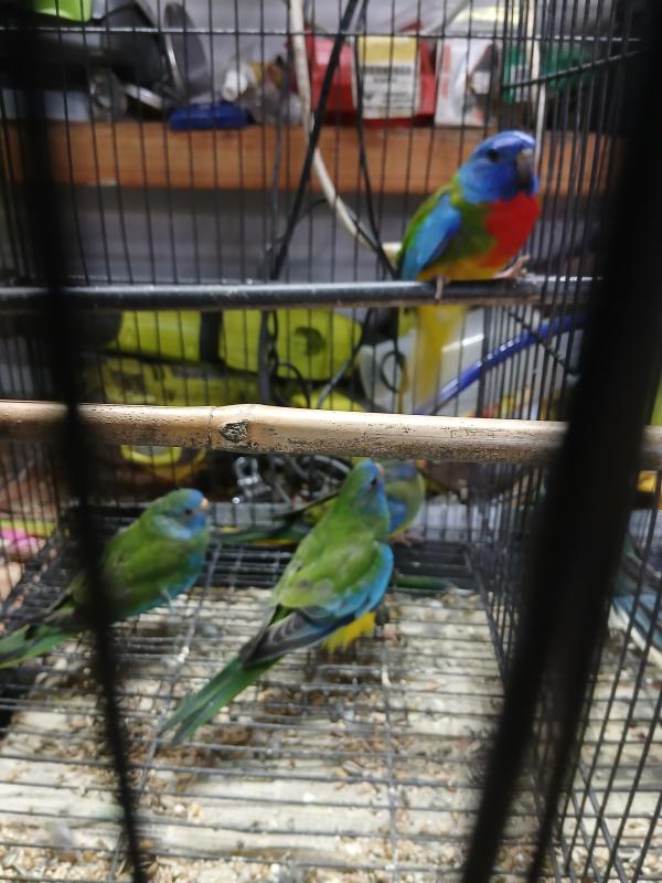 Scarlet chested parrots