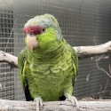 Lilac-crowned Amazon (Amazona finschi)