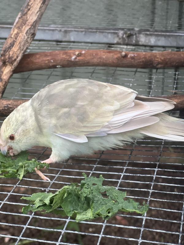 Fallow Blue Kakarikis