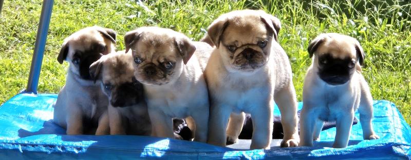 Purebred Pug puppies