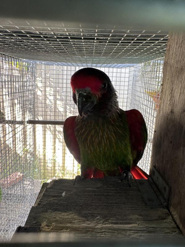Yellow streaked lory pair