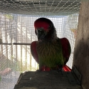 Yellow streaked lory pair