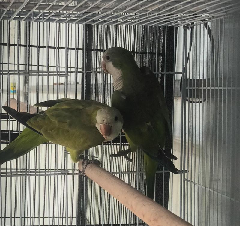 Mature Opaline Quaker pair.