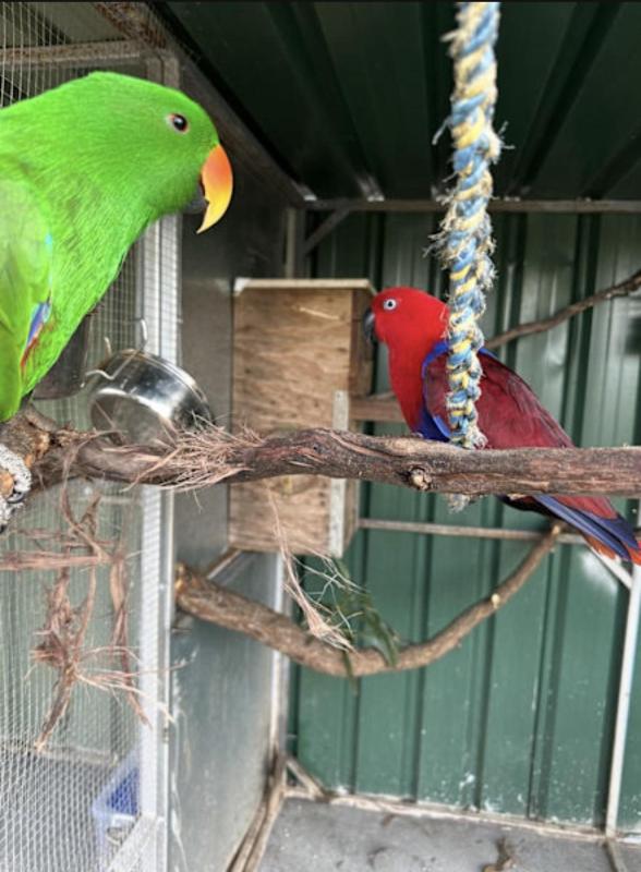 Proven breeding pair eclectus