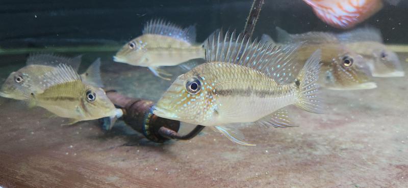 Geophagus Green Horse face