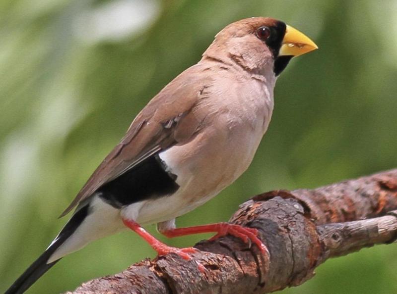 Finches Available -Avicultural Delights