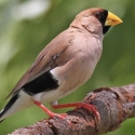 Finches Available -Avicultural Delights