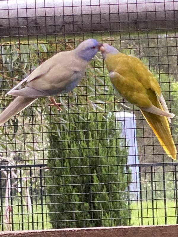 SCARLET CHESTED PARROT MUTATIONS