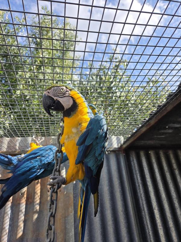 Breeding Pair Macaws