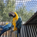 Breeding Pair Macaws