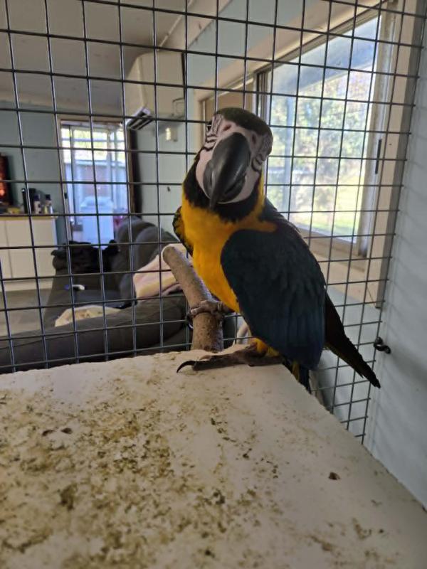 Hand Raised Male Macaw