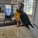 Hand Raised Male Macaw