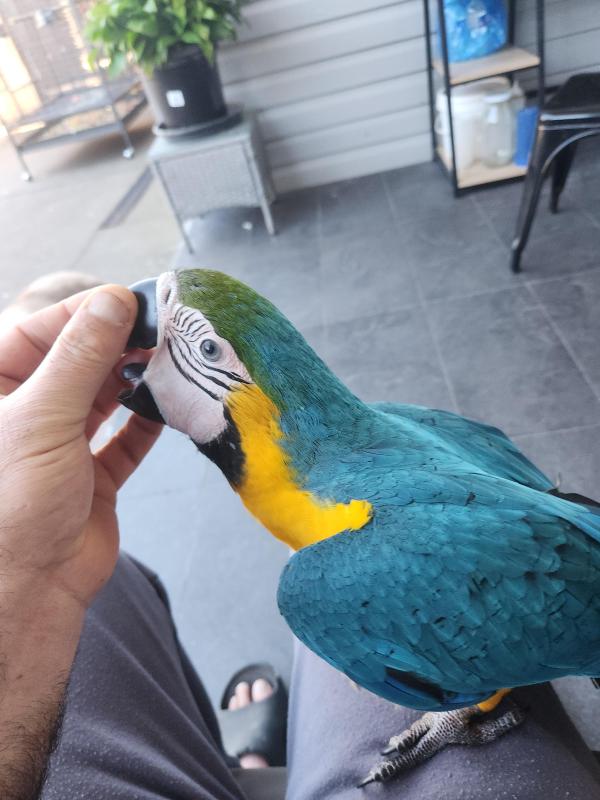 Blue and gold mccaw