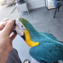 Blue and gold mccaw