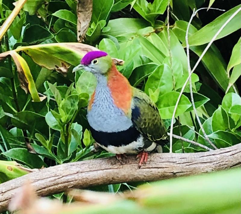 Purple Crowned Fruit Doves