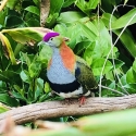 Purple Crowned Fruit Doves