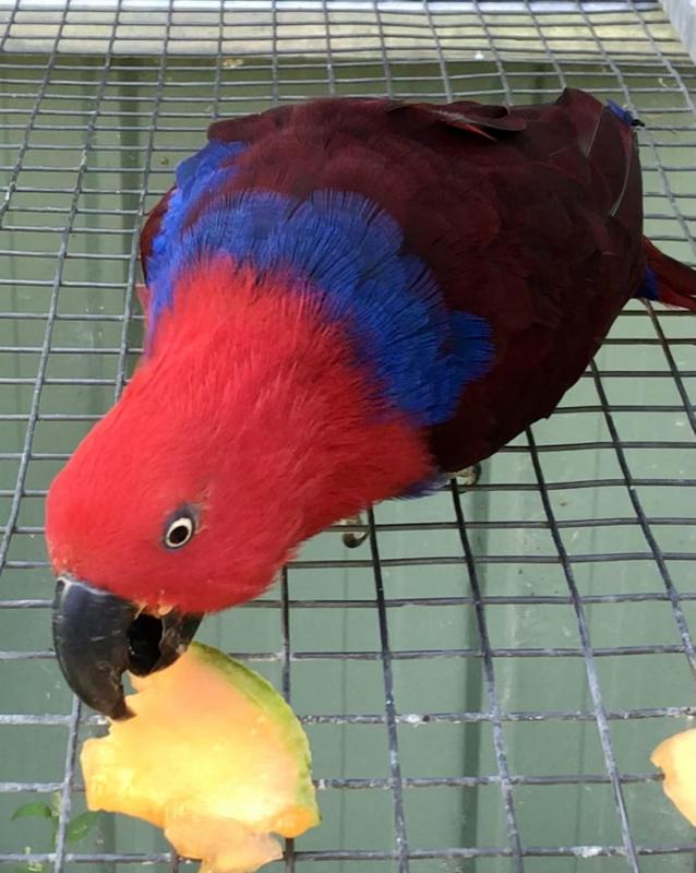 Breeding pr Eclectus