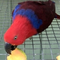 Breeding pr Eclectus