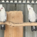 Pair of Blue Galahs