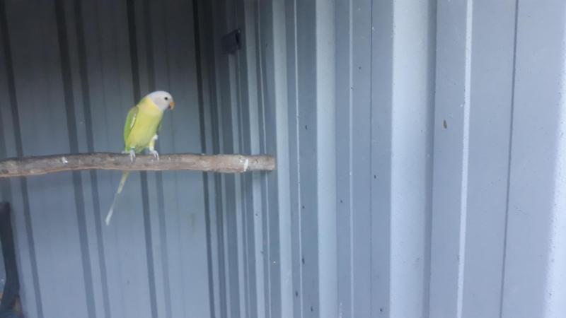 Plumhead  Parrot   Mutations