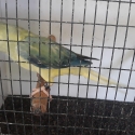 Opaline   Cleartail    Ringnecks