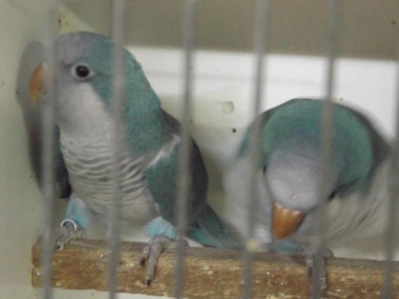 BLUE QUAKERS