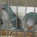 BLUE QUAKERS