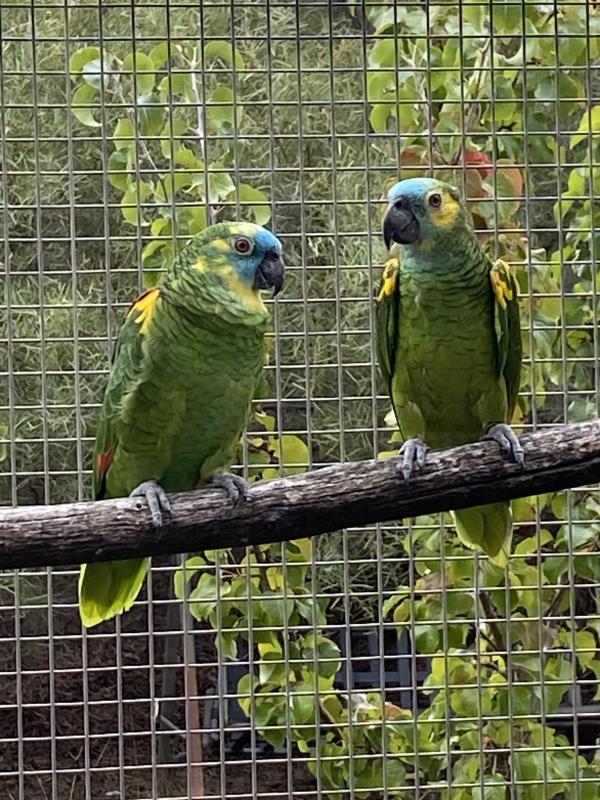 Blue Fronted Amazon Breeding Pair