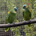 Blue Fronted Amazon Breeding Pair