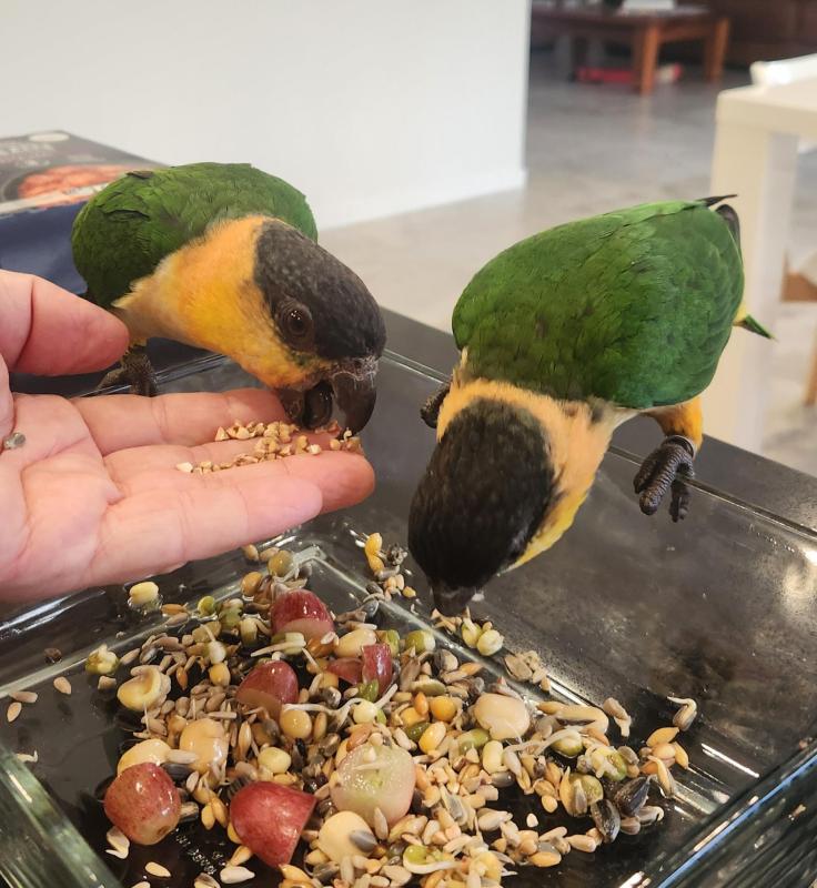 Baby Black Headed Caiques