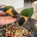 Baby Black Headed Caiques
