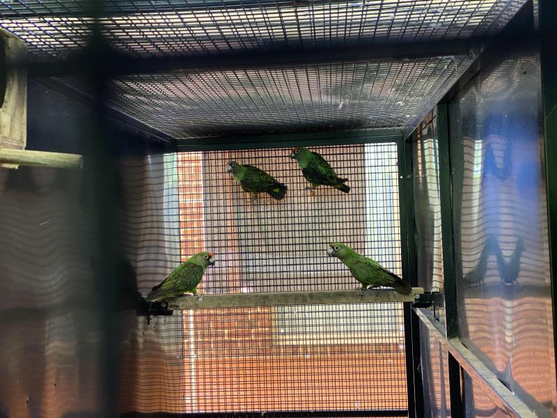 Jardine parrots
