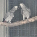 African Greys 5yr old pair