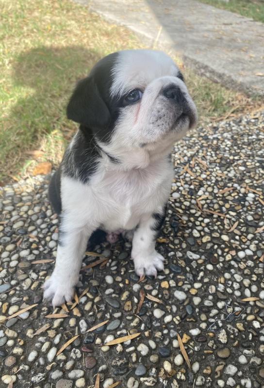 Panda Pugs ready in 3wks