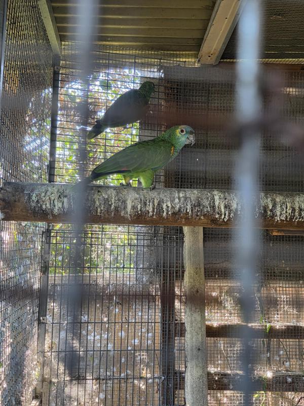 blue front amazon pair
