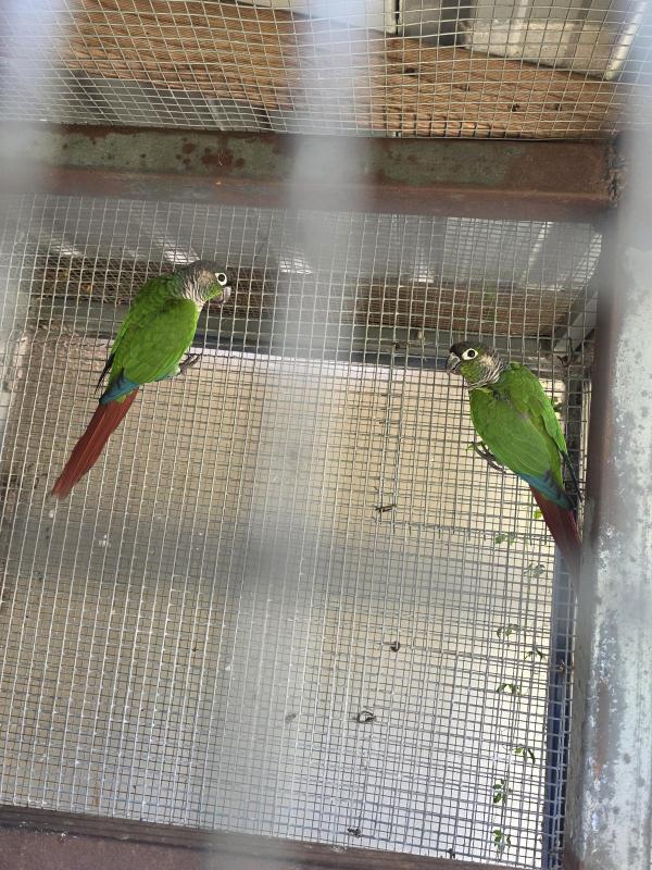 pair of conures