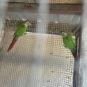 pair of conures