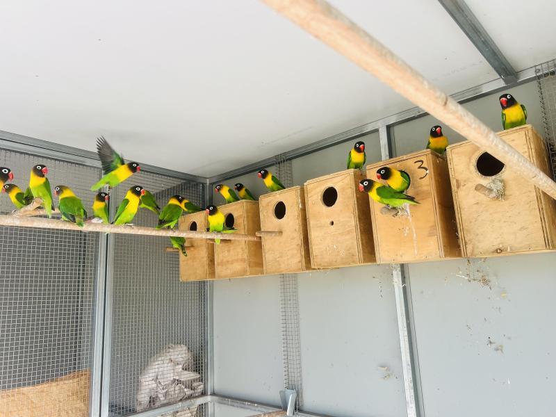 Love birds for sale