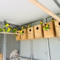 Love birds for sale