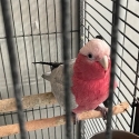 Young Galah Parrot male/Rose-Breasted