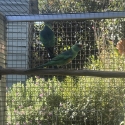 One pair of Mallee ring necks 3 year old ready to breed this year nice birds