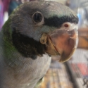 Derbyan parrot