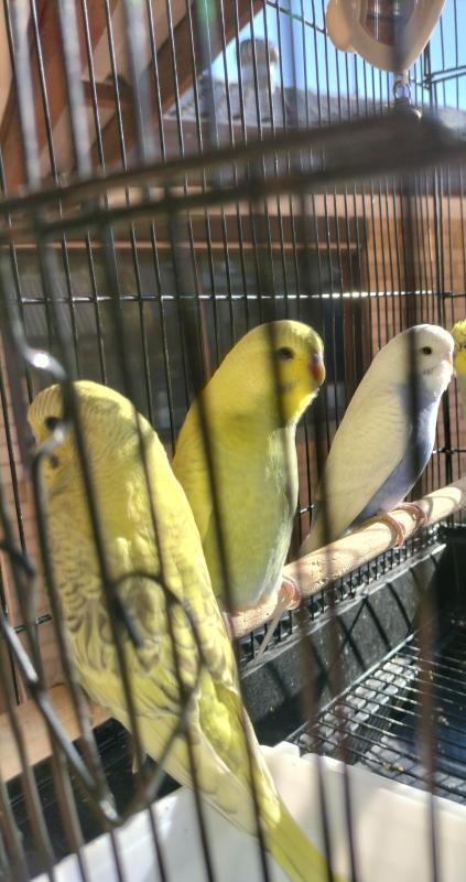 Baby Budgies