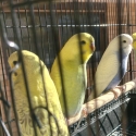 Baby Budgies