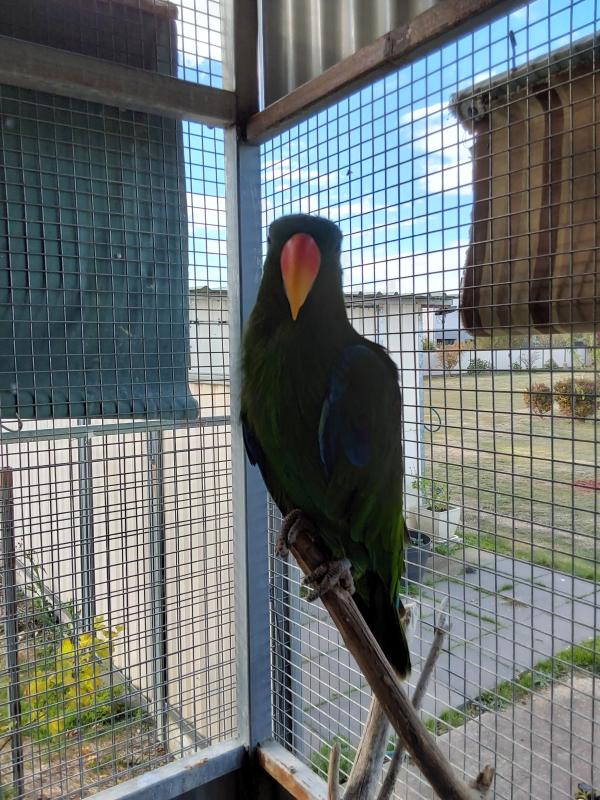 Eclectus for sale