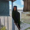 Eclectus for sale